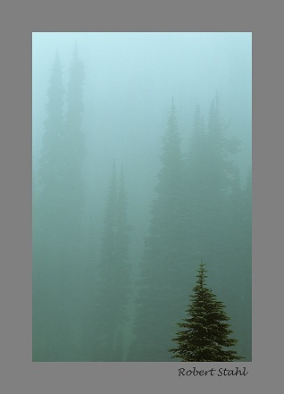 Robert Stahl evergreen forest photo. 