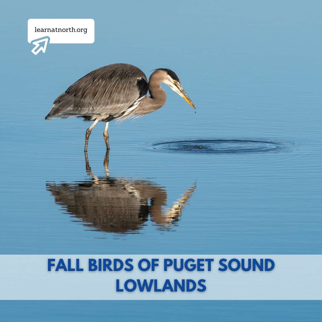 Fall Birds of Puget Sound Lowlands