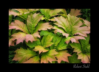 Tinted Leaves, Photo by Bob Stahl